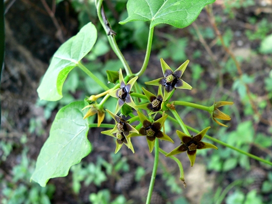 {Gonolobus suberosus}